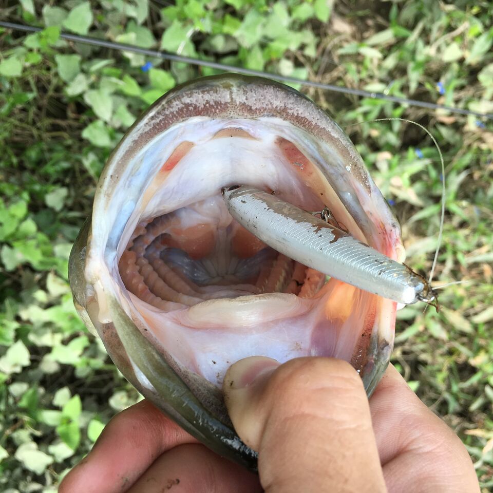 ラッキークラフトのワンダー逆付けセッティングでジャスト50 近所の川バスゲット Brutus公式 琵琶湖の釣道を求めて