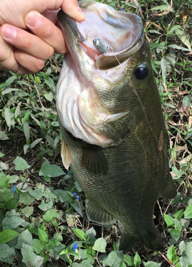 ラッキークラフトのワンダー逆付けセッティングでジャスト50 近所の川バスゲット Brutus公式 琵琶湖の釣道を求めて